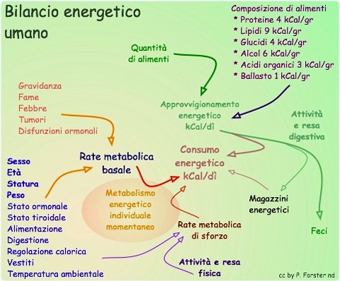 bilancioenergeticocalorico