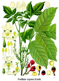 guarana