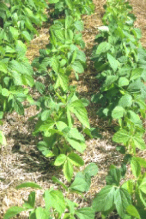 soia proteine vegetali della soia