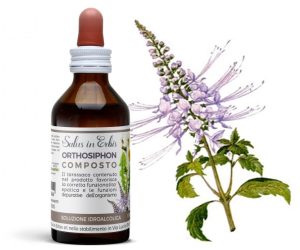 Orthosiphon o tè di Giava è un arboscello perenne semilegnoso delle foreste tropicali indonesiane