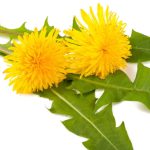 il Tarassaco anche detto "dente di leone", "stella gialla" e "capo di frate".